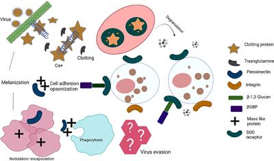 Host-pathogen interaction in arthropod vectors: Lessons from viral infections